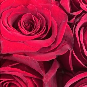 Meet your Posher, Diana